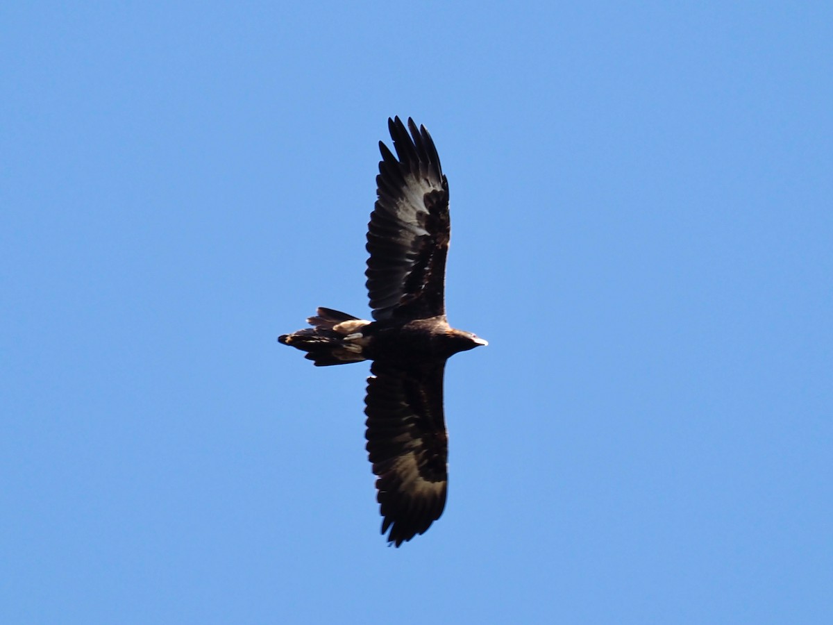Wedge-tailed Eagle - ML429504881