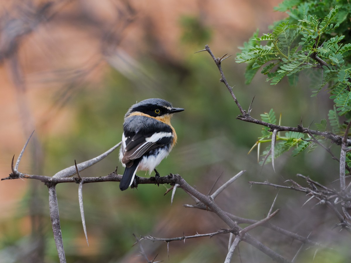 Pririt Batis - ML429505011