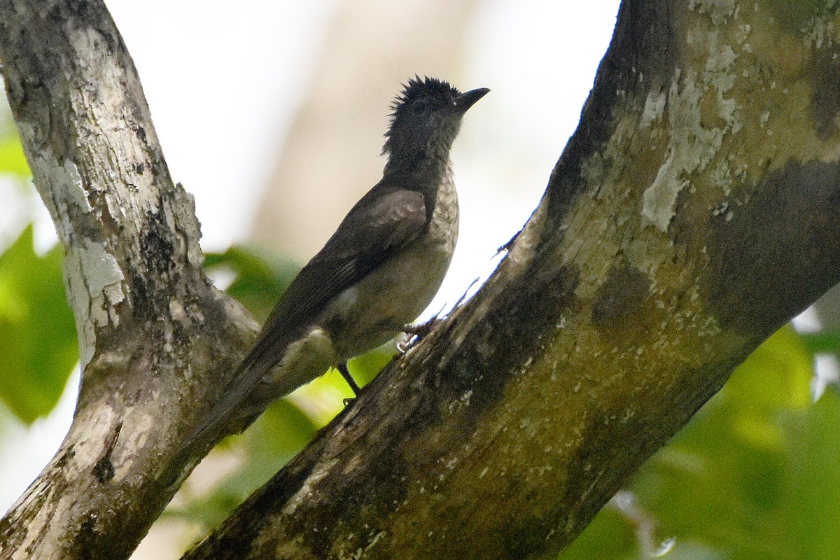 Streak-breasted Bulbul - ML429505201