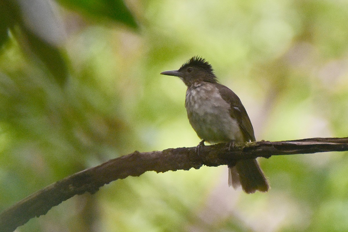 Streak-breasted Bulbul - ML429505211