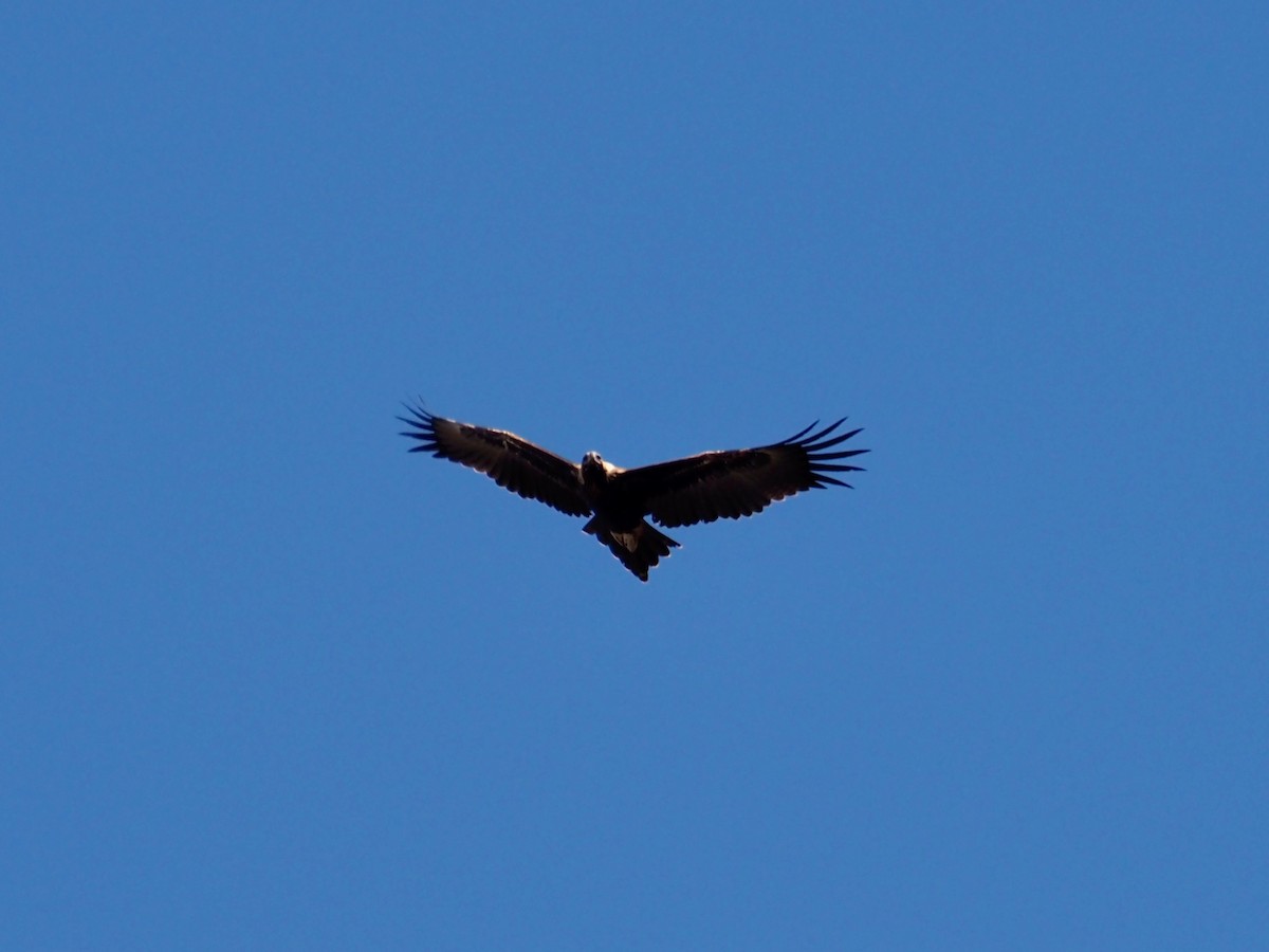 Wedge-tailed Eagle - ML429505521