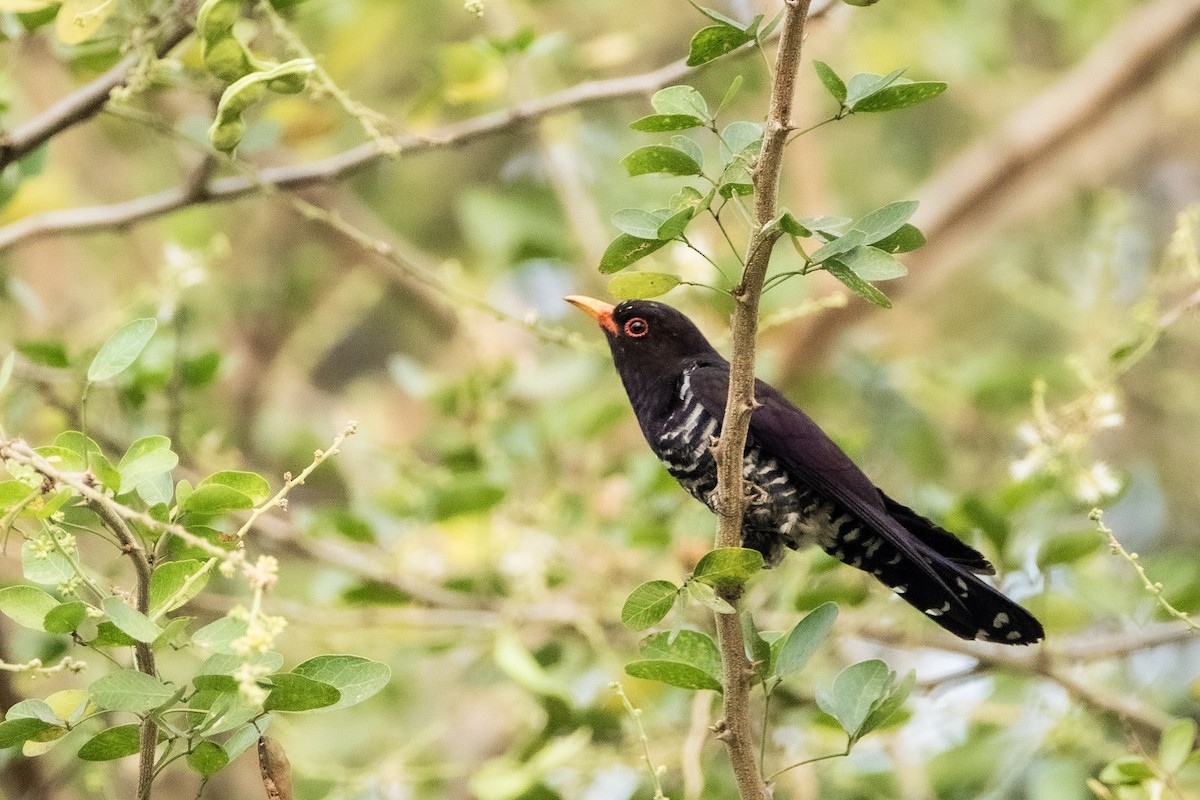Violet Cuckoo - ML429508031