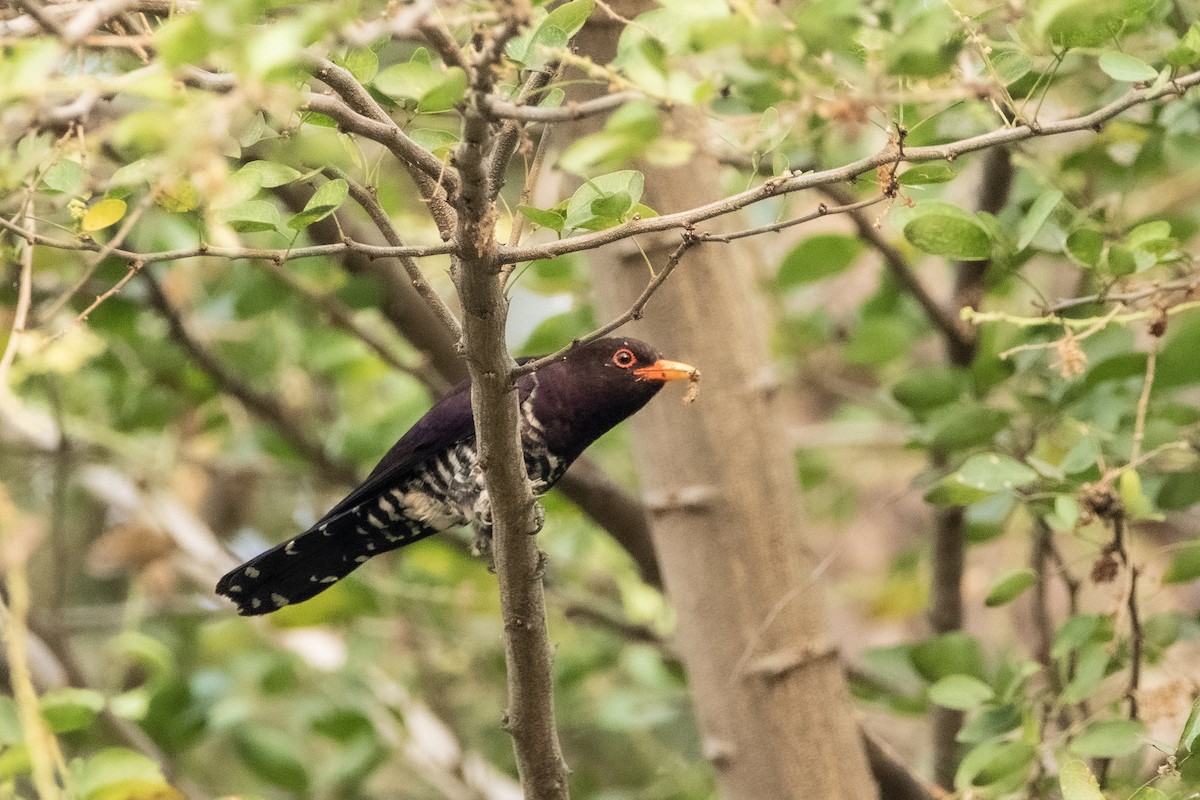 Violet Cuckoo - ML429508041