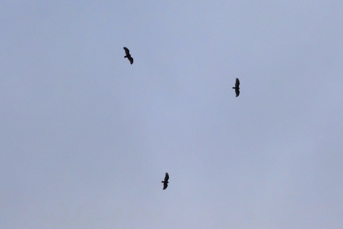 Turkey Vulture - R J O