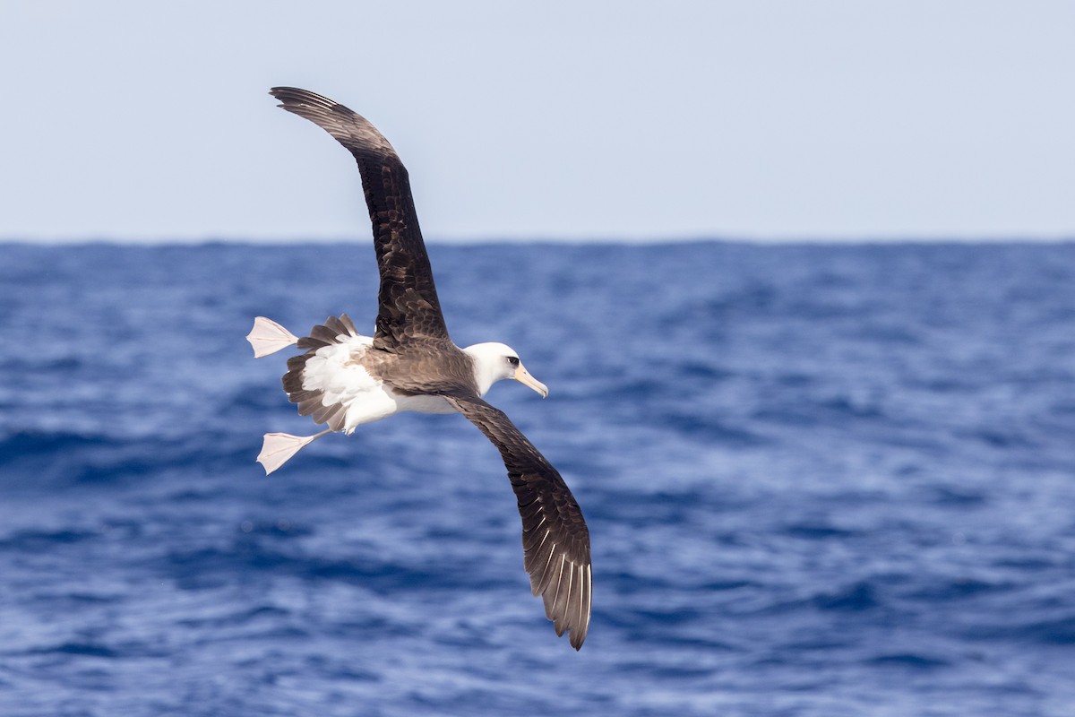 Laysan Albatross - ML429509731