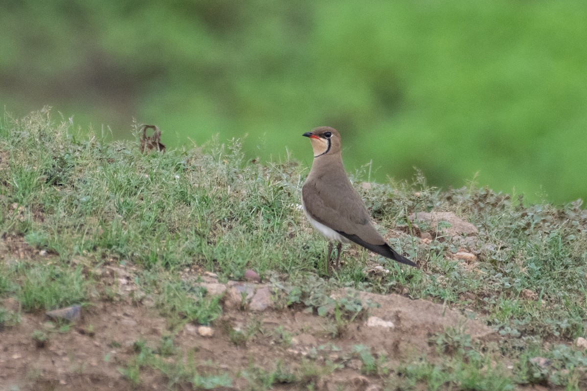 Oriental Pratincole - Vivek Sudhakaran