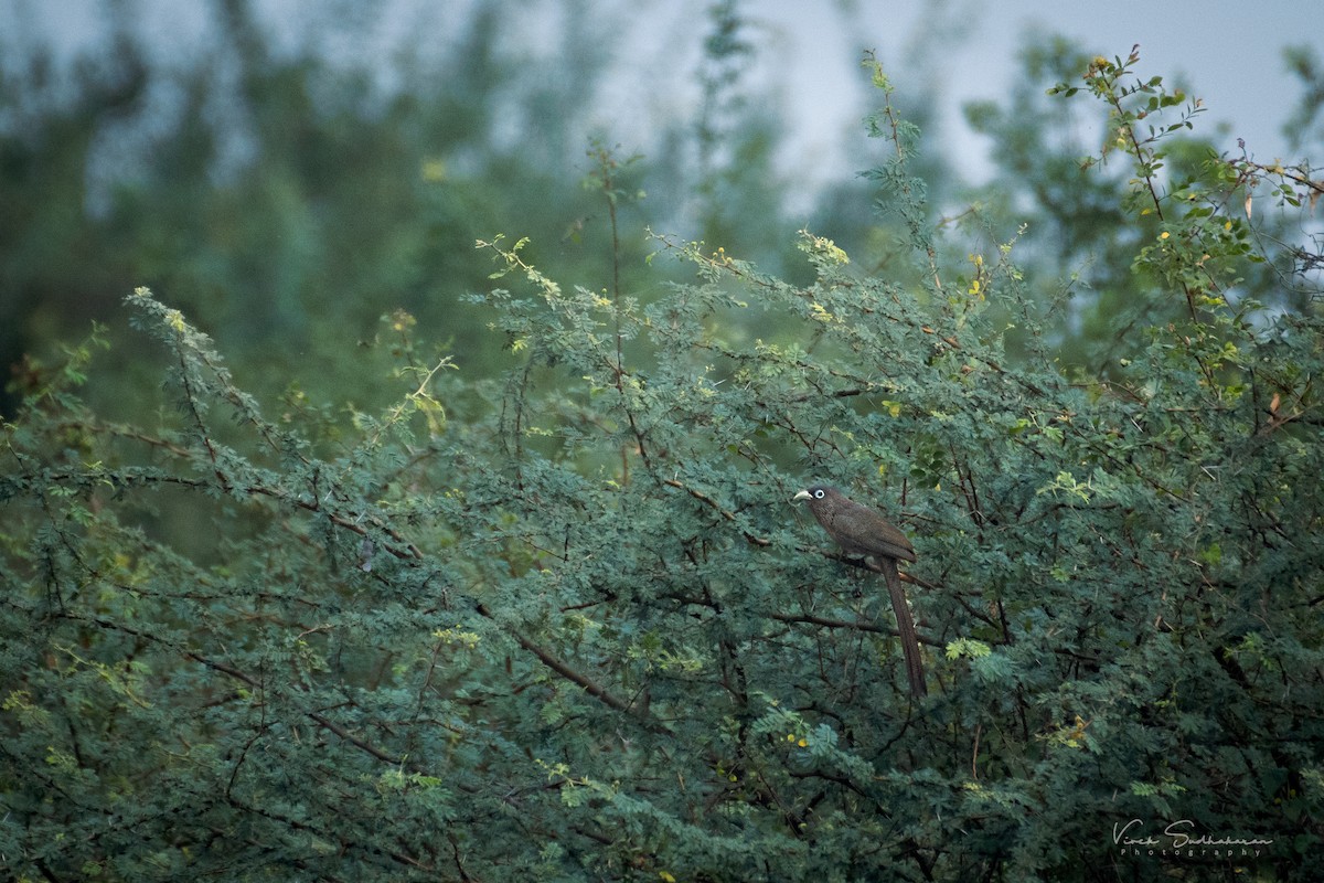 Blue-faced Malkoha - Vivek Sudhakaran