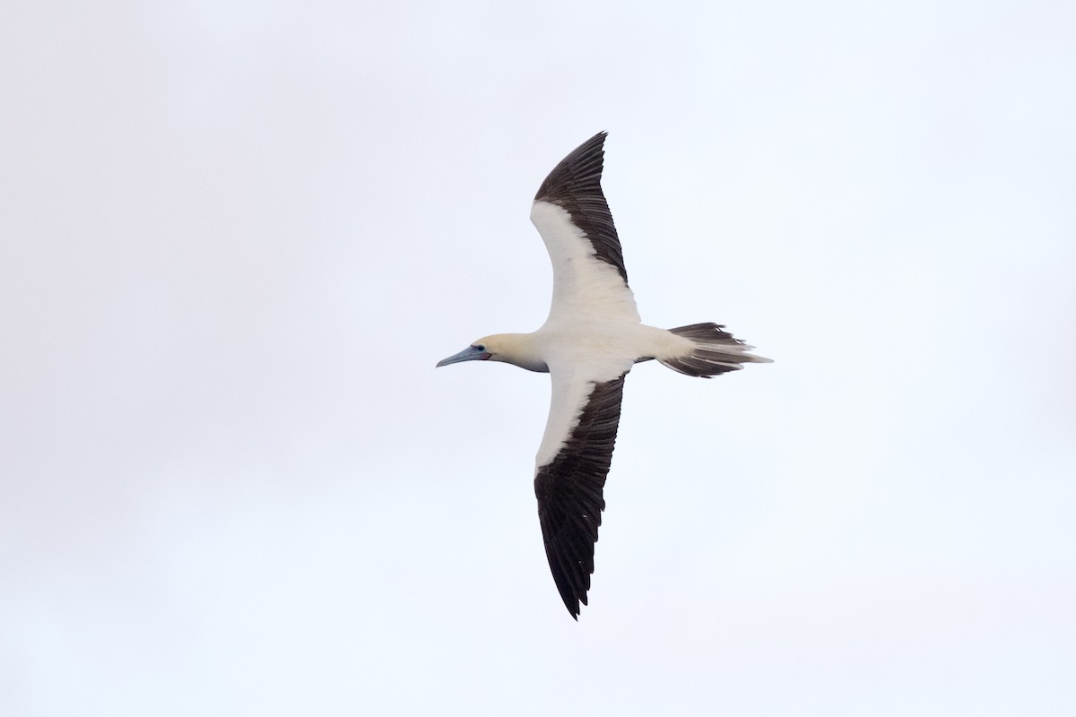 Red-footed Booby (Eastern Pacific) - ML429510991