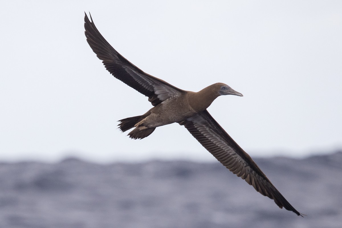 Brown Booby - ML429511251