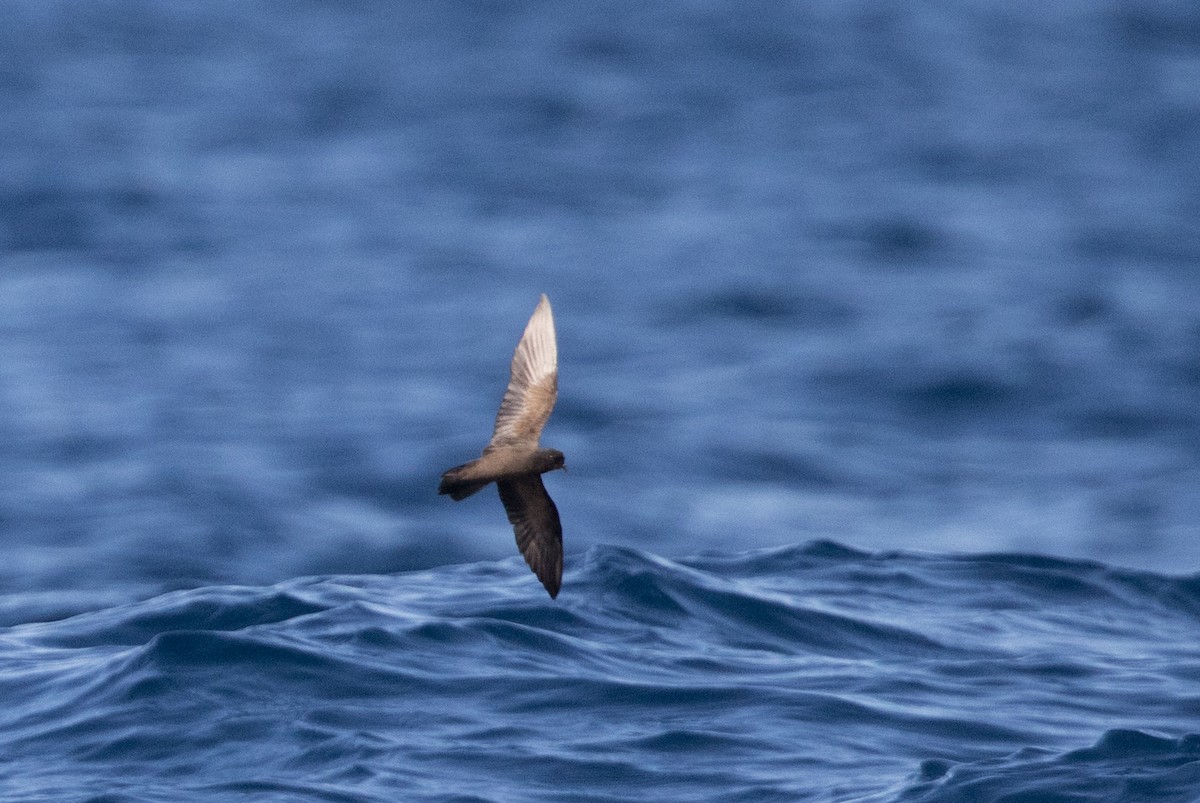 Least Storm-Petrel - Yann Muzika