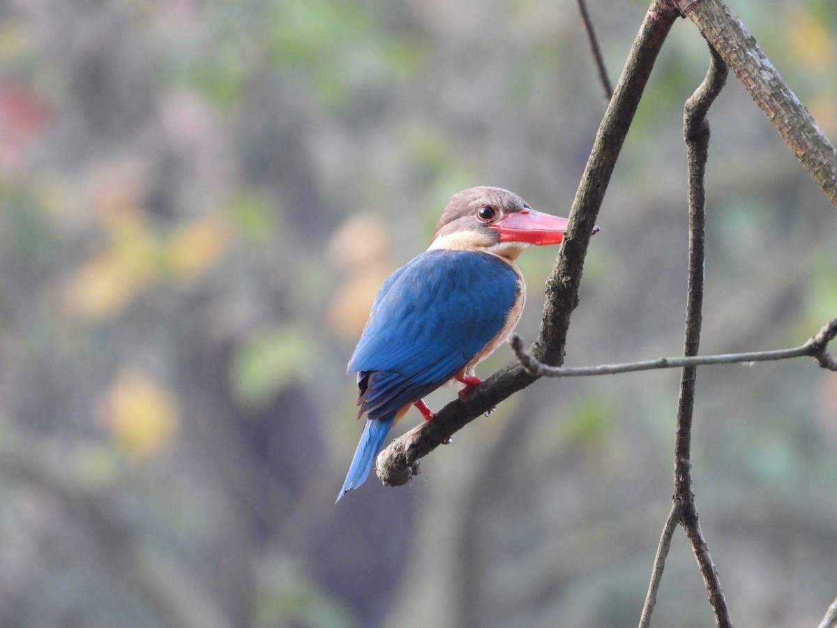 Stork-billed Kingfisher - ML429514351