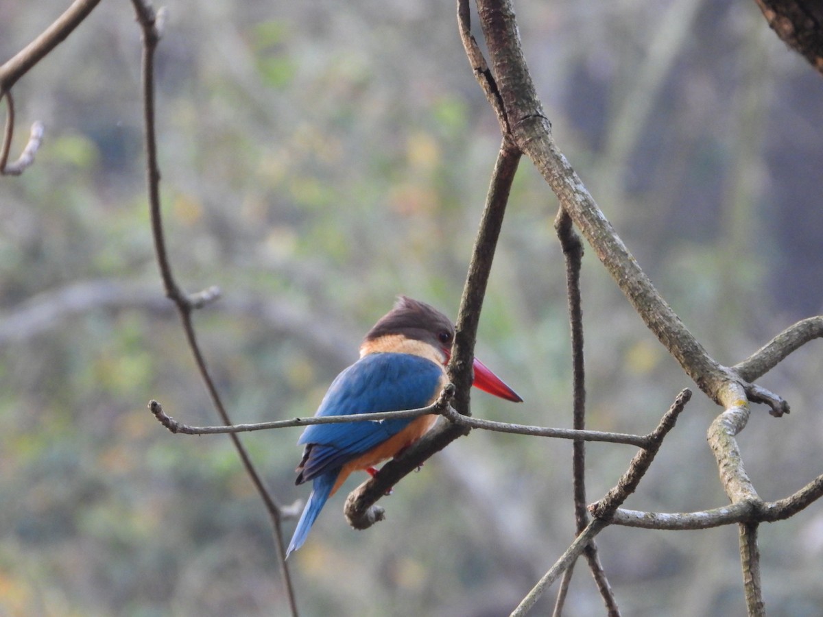 Stork-billed Kingfisher - ML429514371