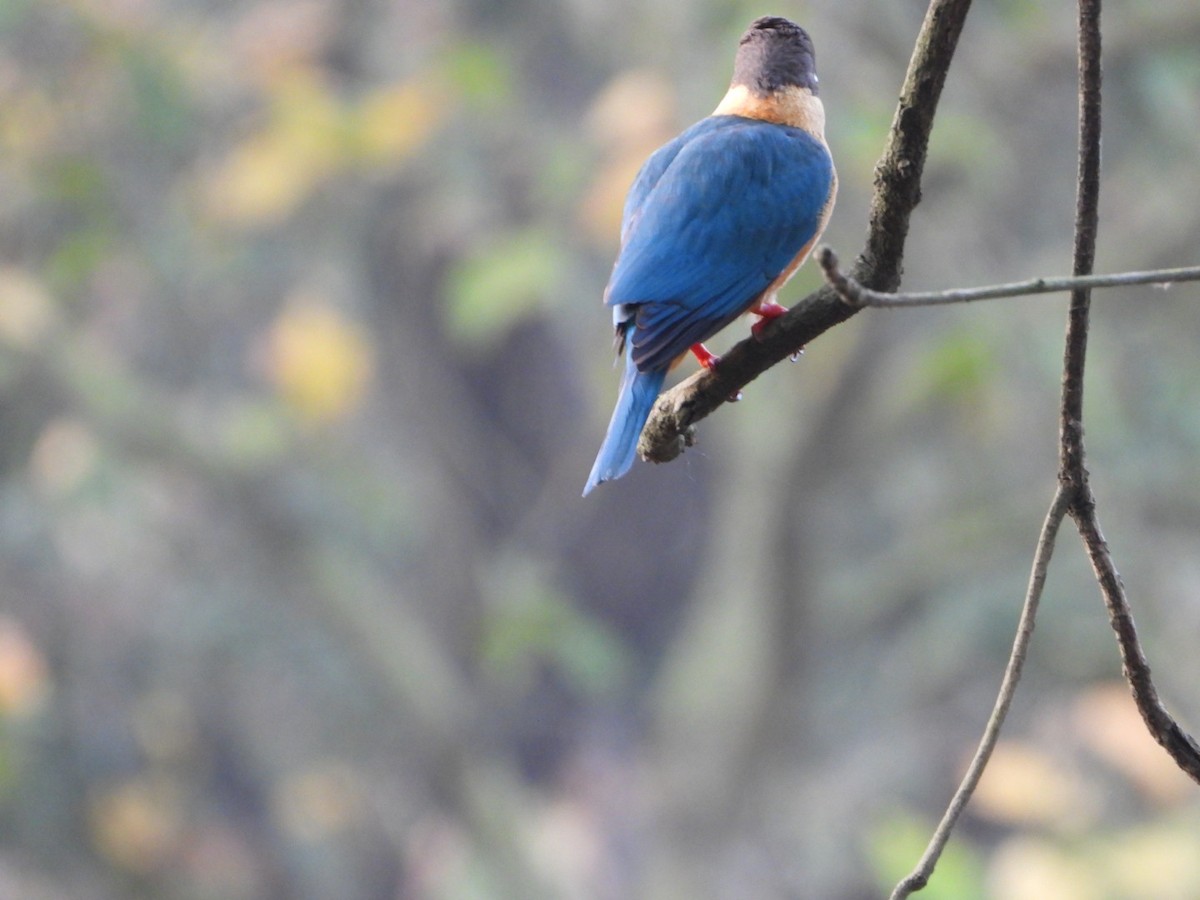 Stork-billed Kingfisher - ML429514381