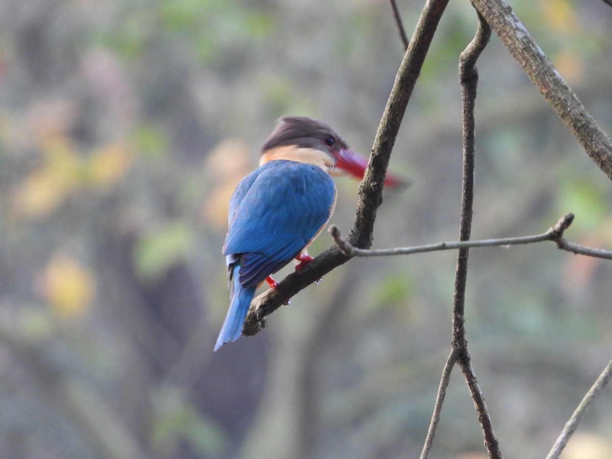 Stork-billed Kingfisher - ML429514391