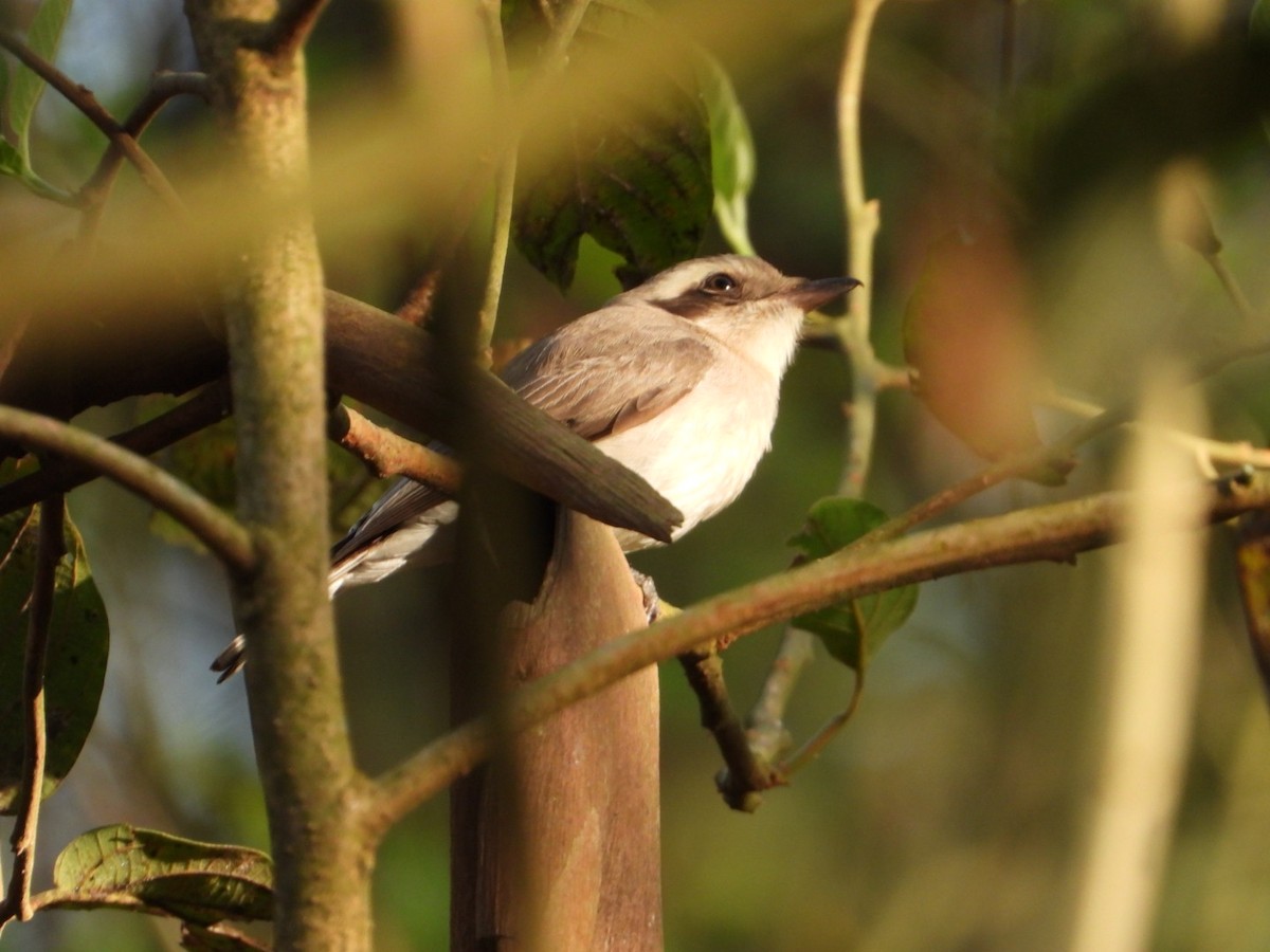 Common Woodshrike - ML429514431
