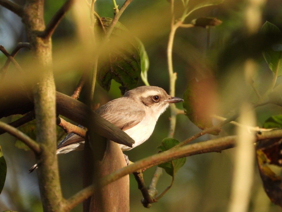 Common Woodshrike - ML429514441