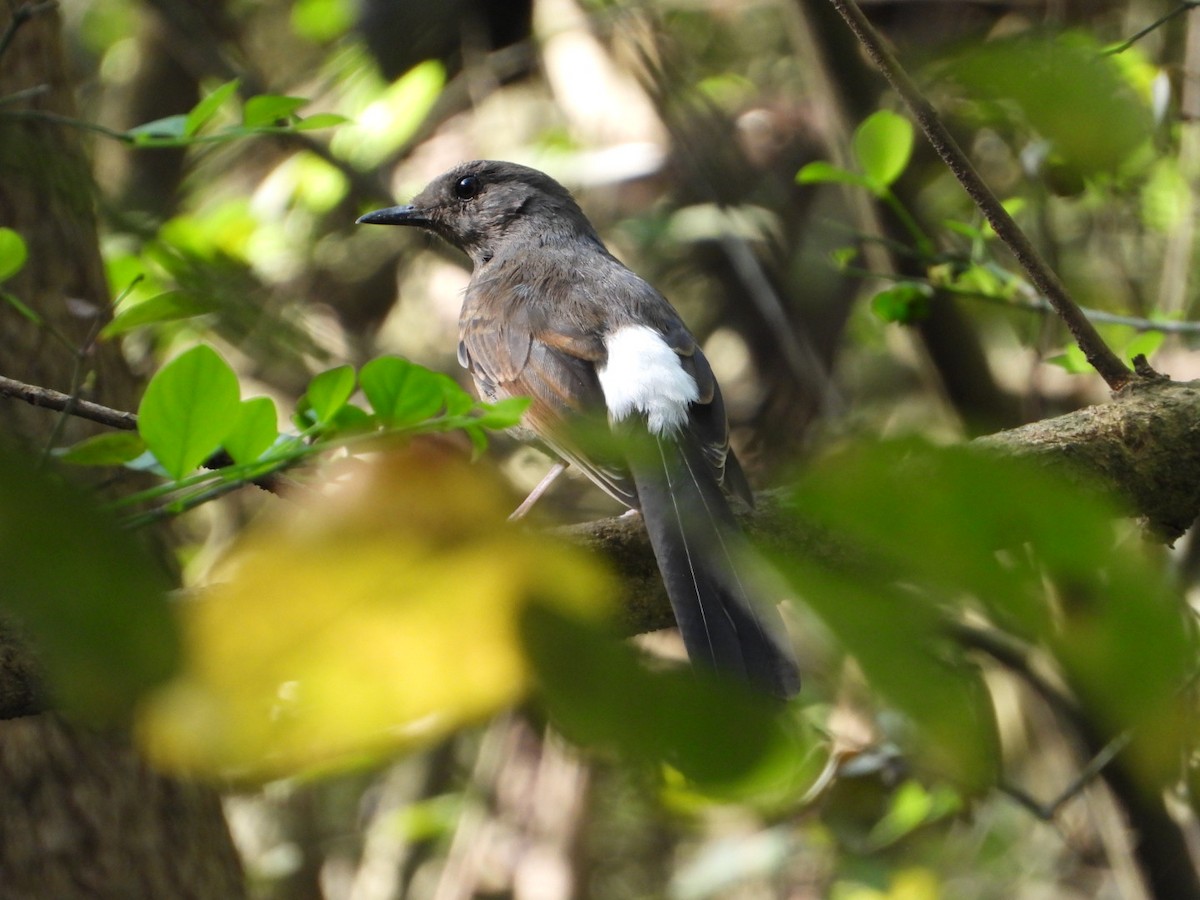 White-rumped Shama - ML429514451