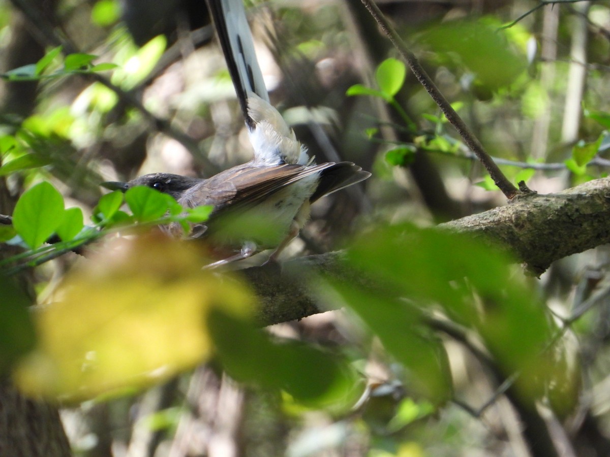 White-rumped Shama - ML429514461