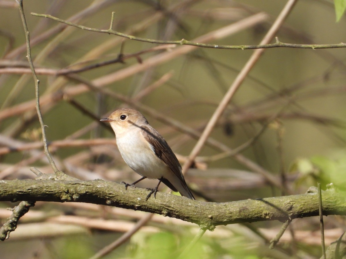 Red-breasted Flycatcher - ML429514481