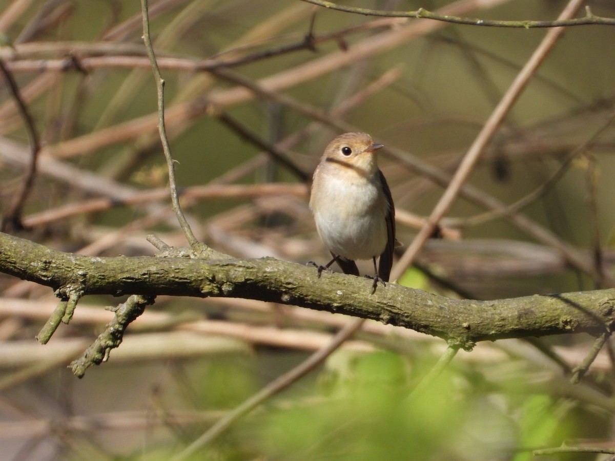 Red-breasted Flycatcher - ML429514491