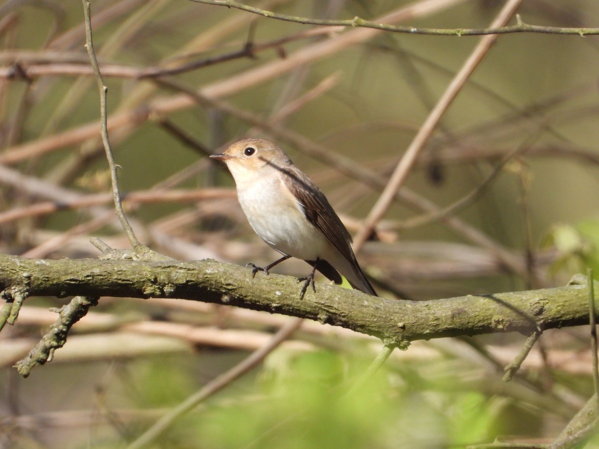 Red-breasted Flycatcher - ML429514501