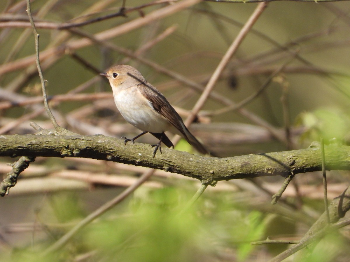 Red-breasted Flycatcher - ML429514511