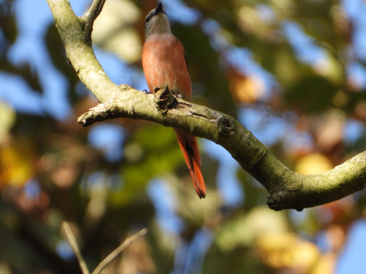 Small Minivet - ML429514541