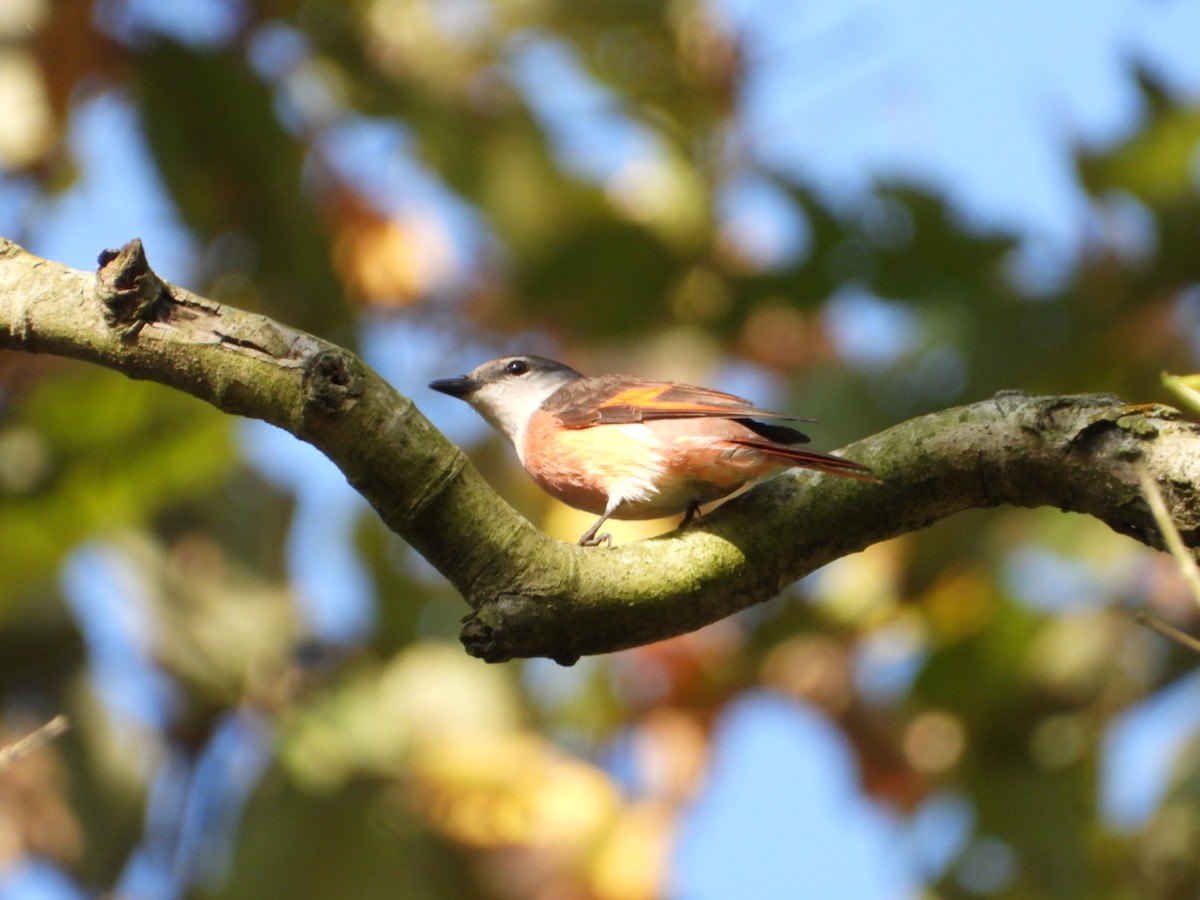 Zwergmennigvogel - ML429514551