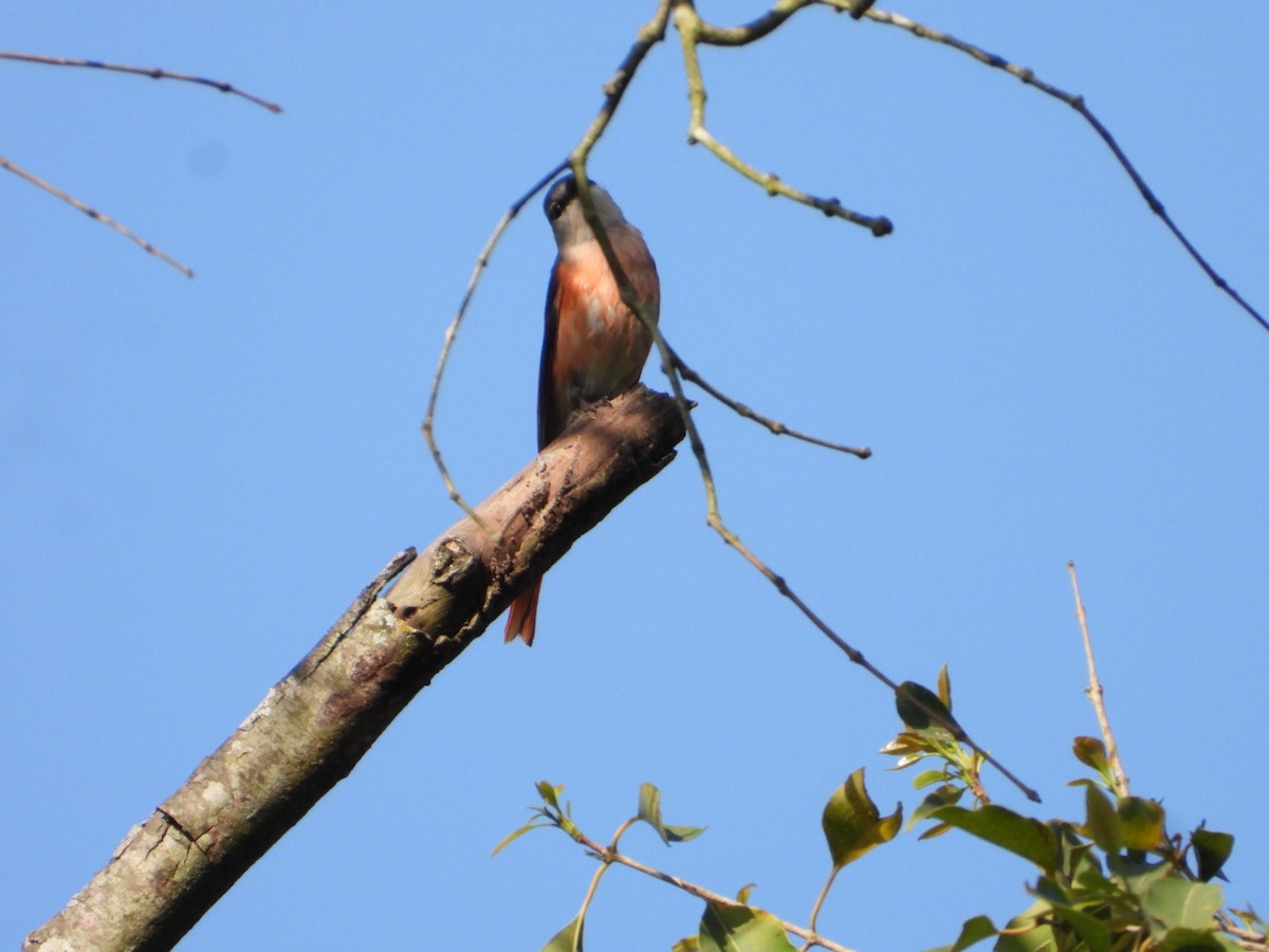 Small Minivet - ML429514561