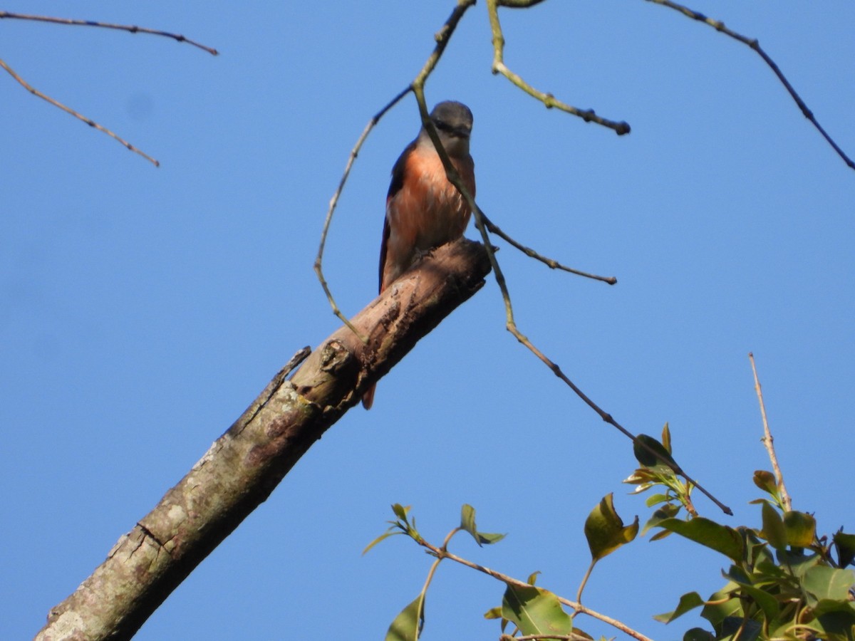Small Minivet - ML429514571