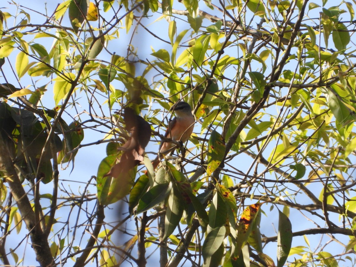 Small Minivet - ML429514581