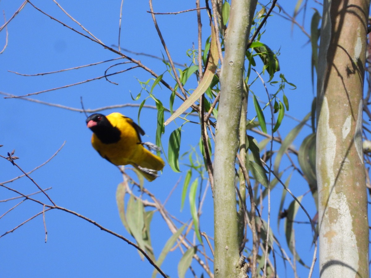 Black-hooded Oriole - ML429514811