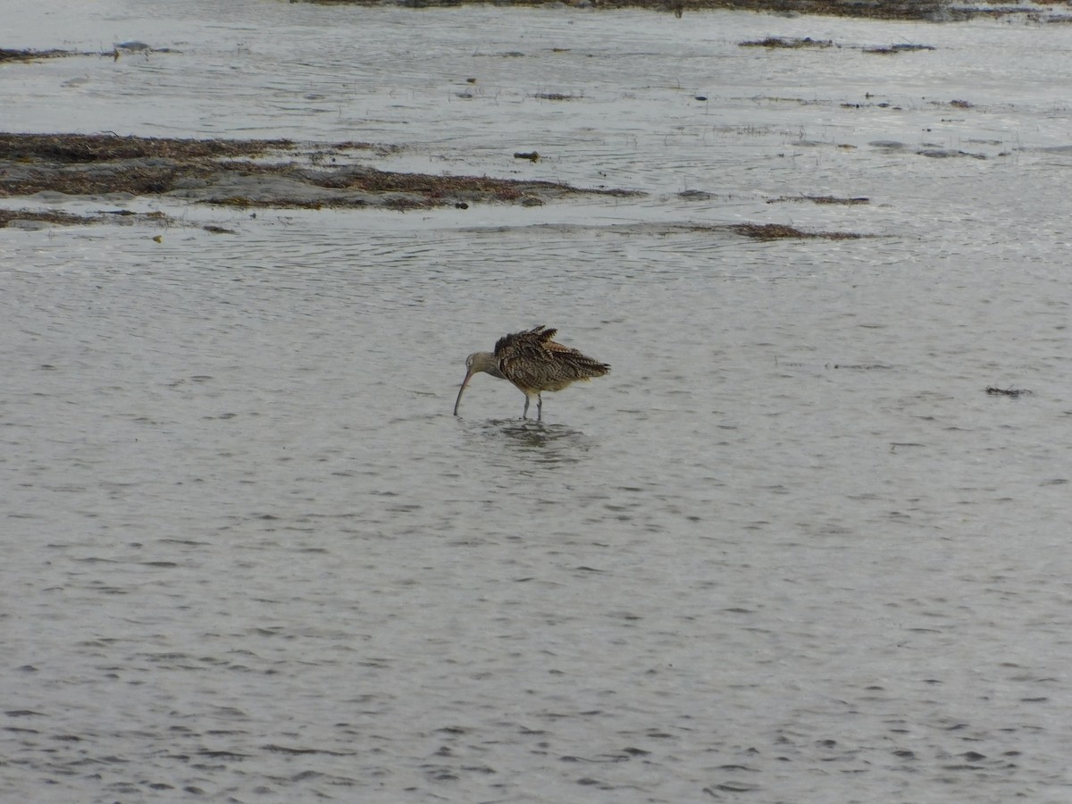 Long-billed Curlew - ML429517751