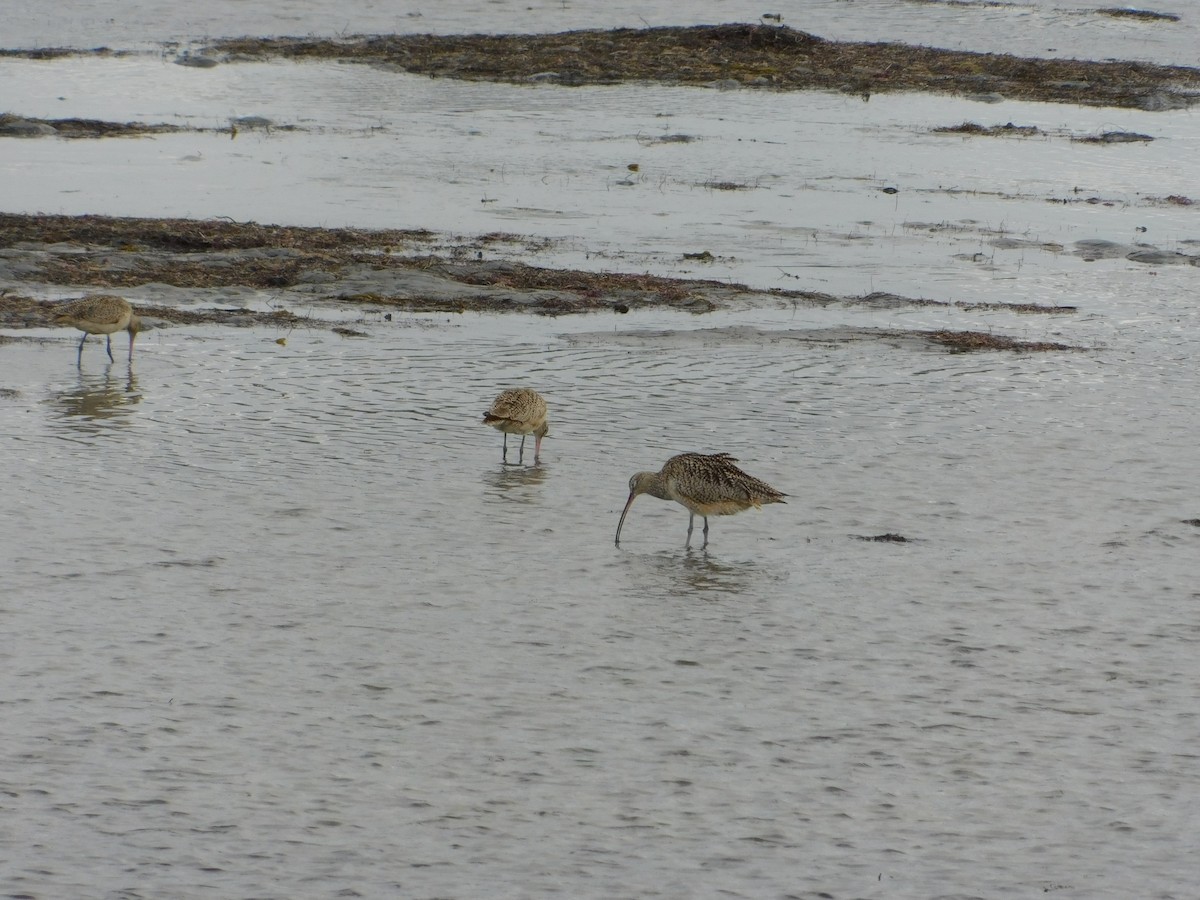 Long-billed Curlew - ML429517761