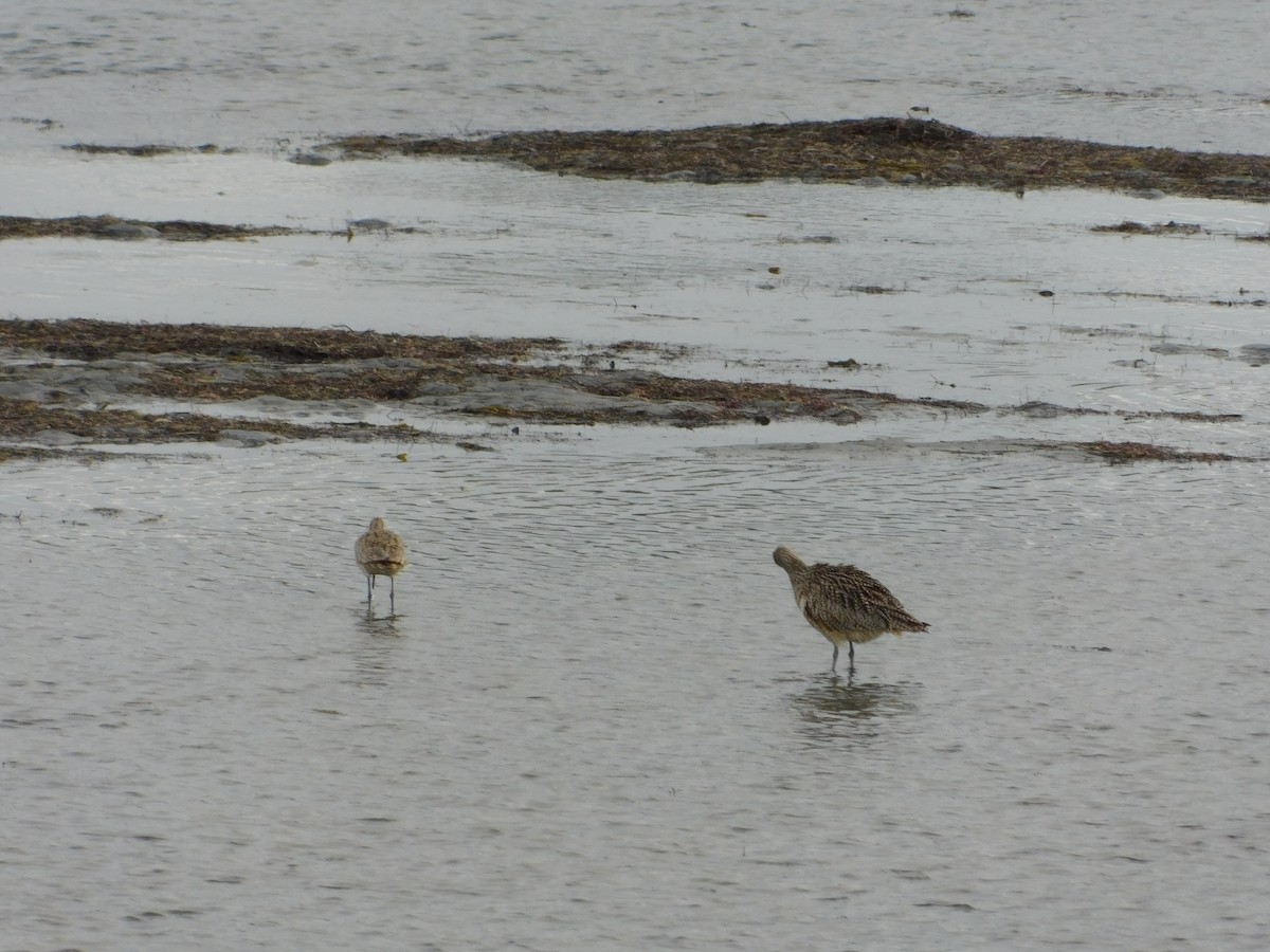 Long-billed Curlew - ML429517771