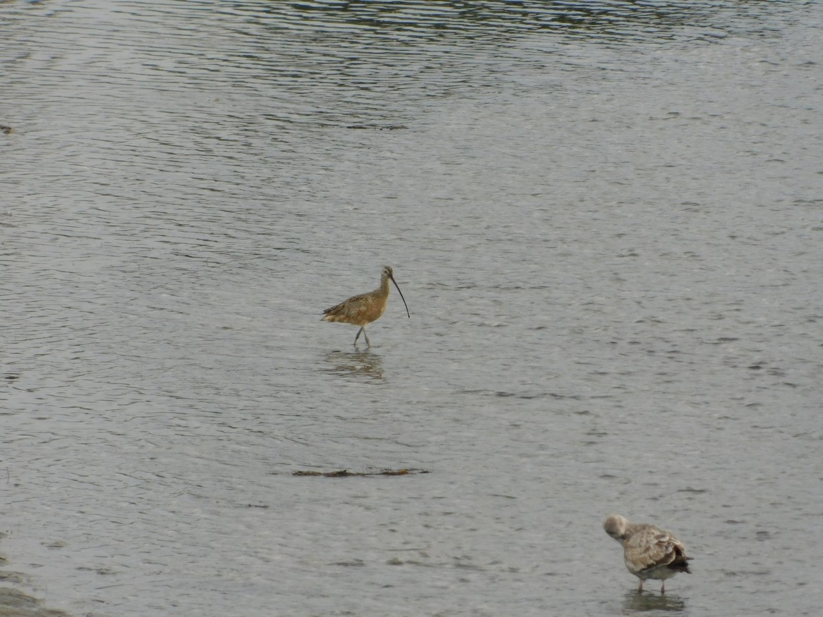 Long-billed Curlew - ML429518161