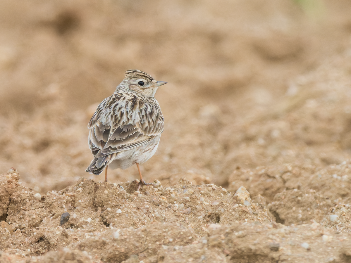 Eurasian Skylark - ML429519241