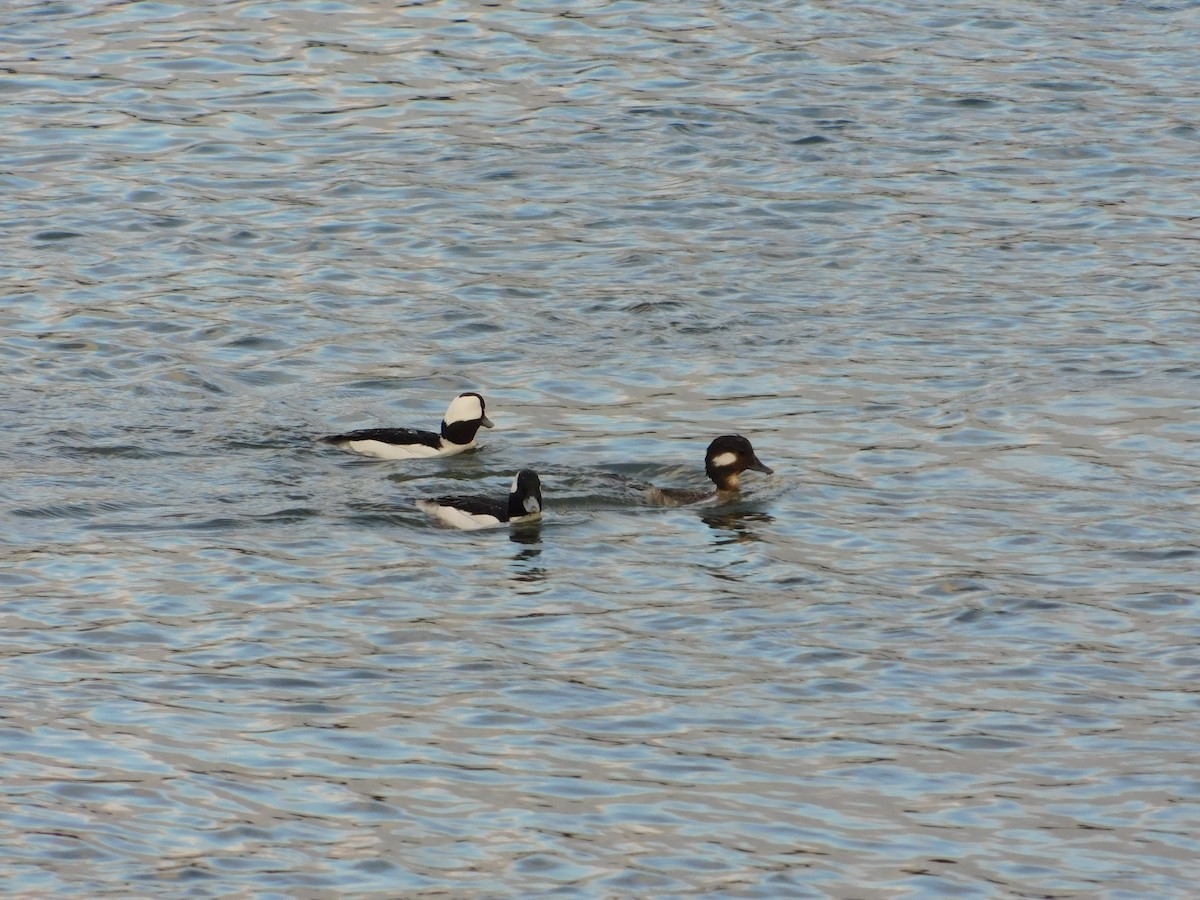 Bufflehead - ML429519811