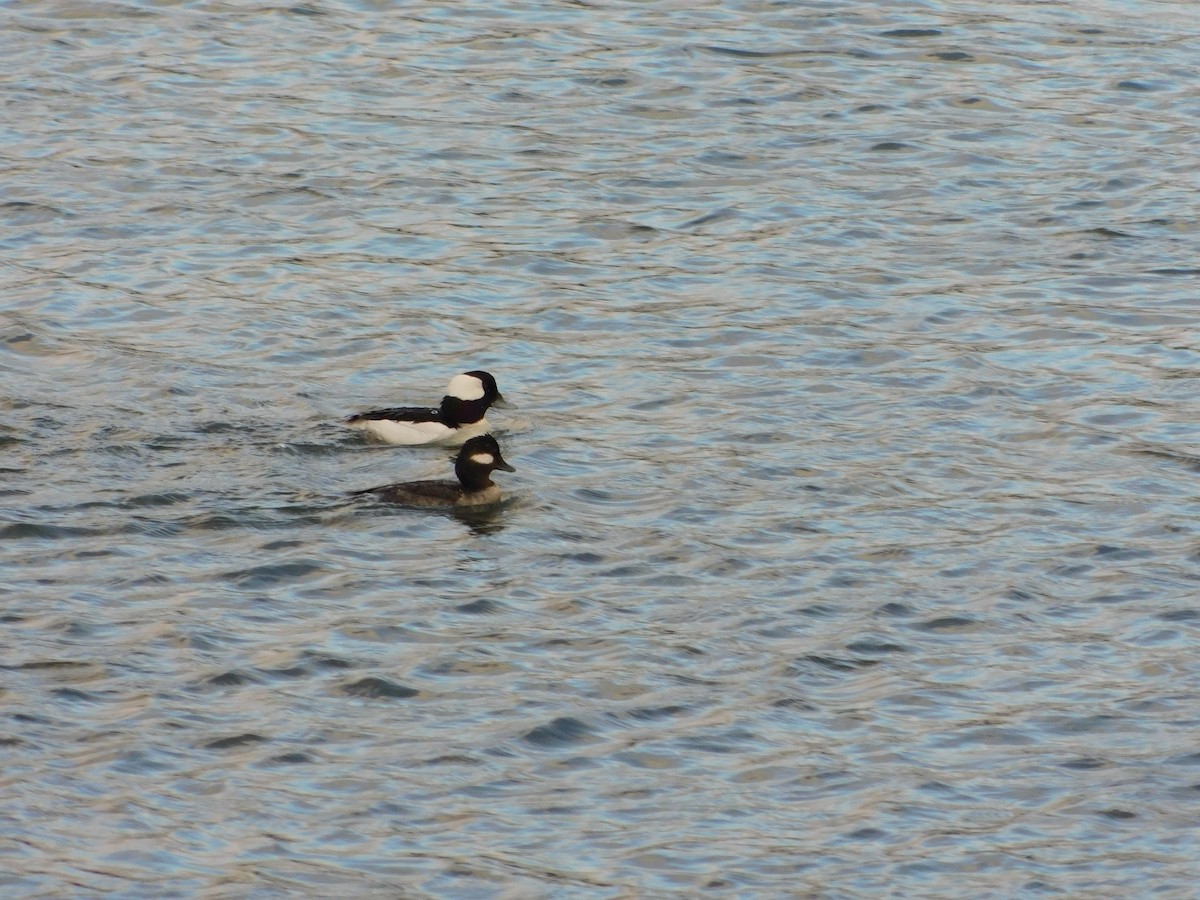 Bufflehead - ML429519851