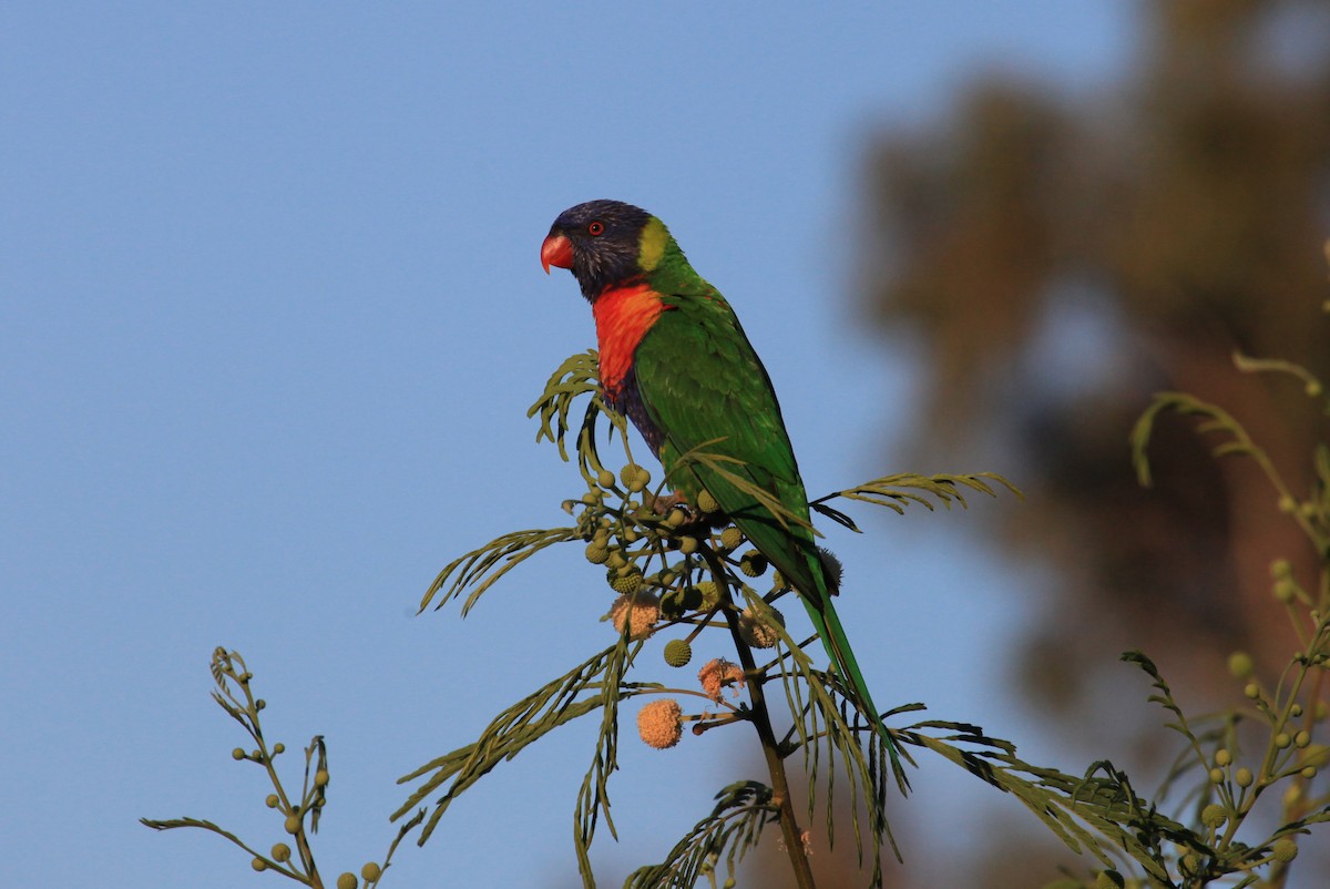 Rainbow Lorikeet - ML429525721