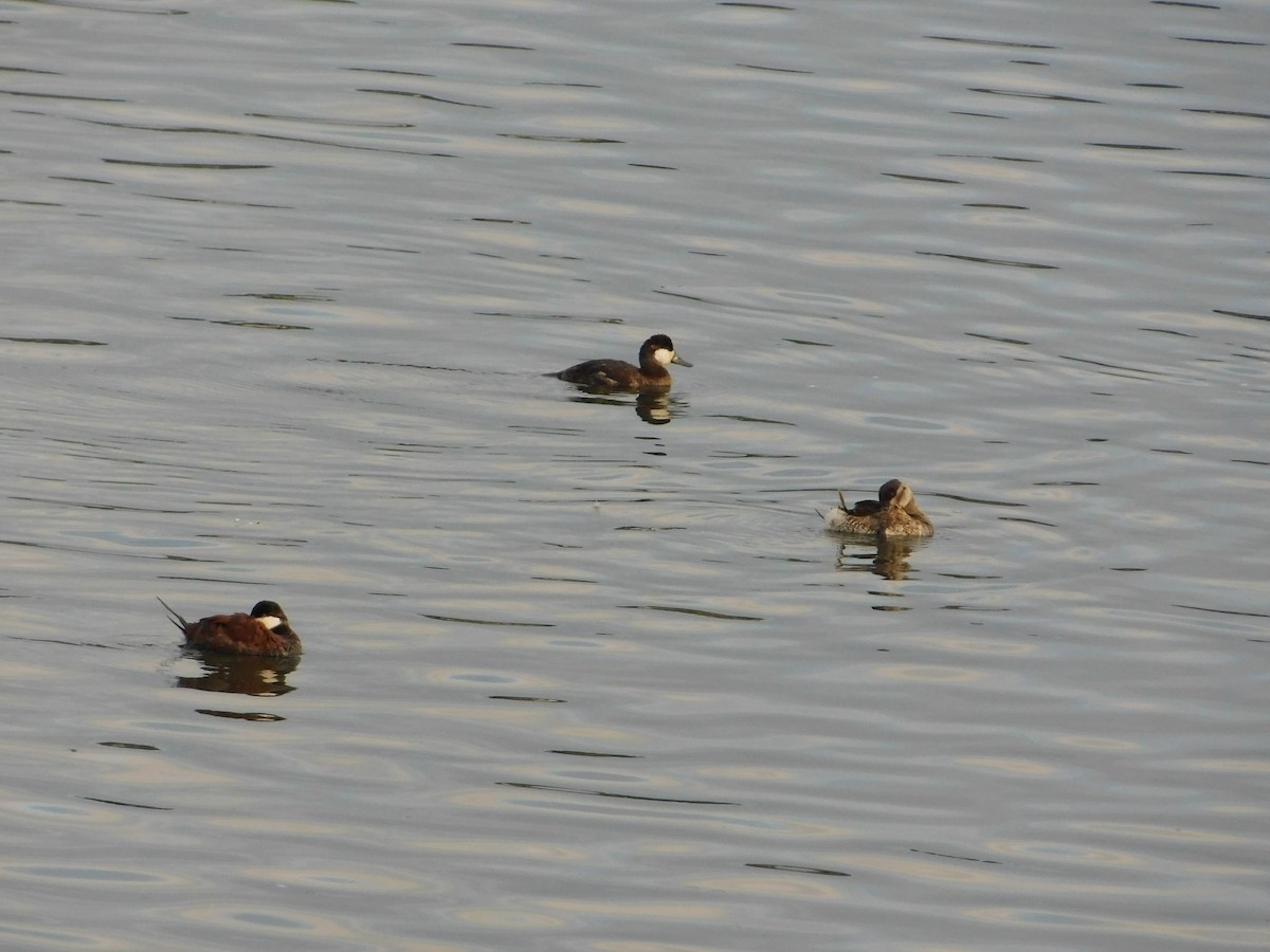 Ruddy Duck - ML429526821