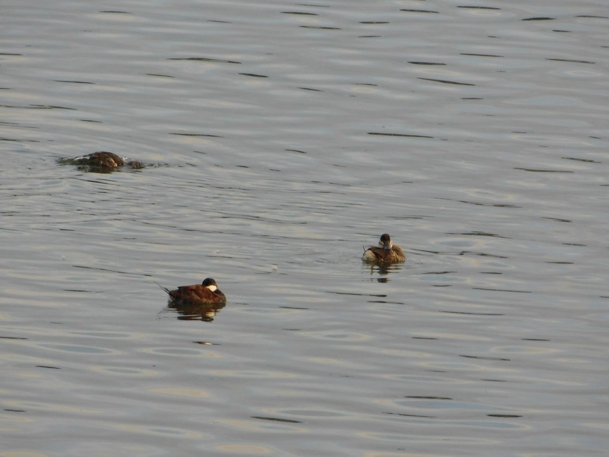 Ruddy Duck - ML429526831