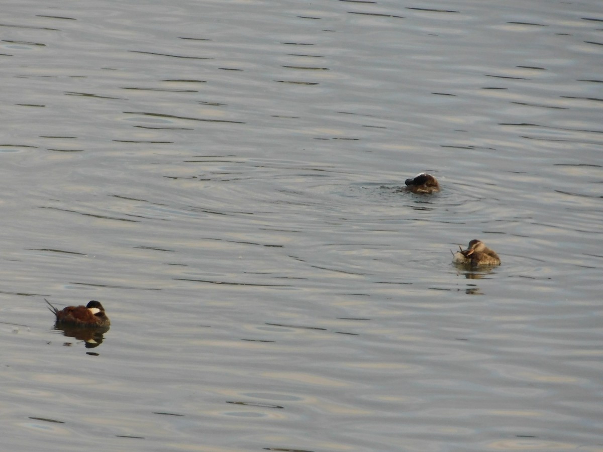 Ruddy Duck - ML429526841