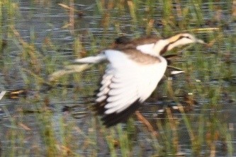 Jacana à longue queue - ML429526971