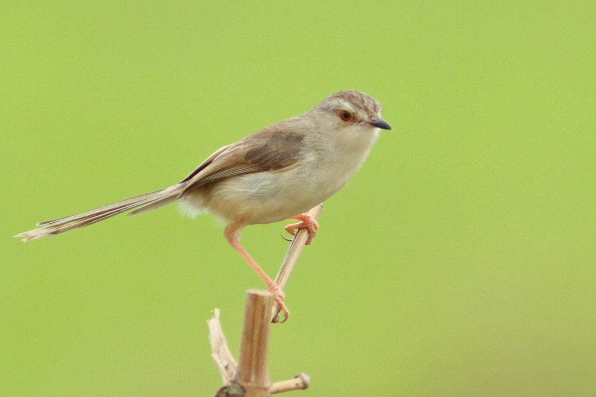 Plain Prinia - ML429527831