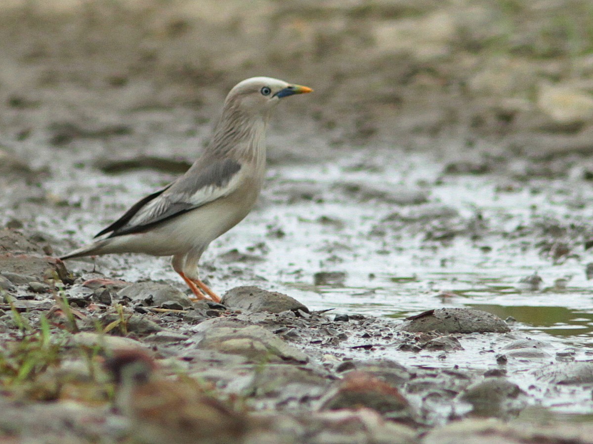 Chestnut-tailed Starling - ML429527851