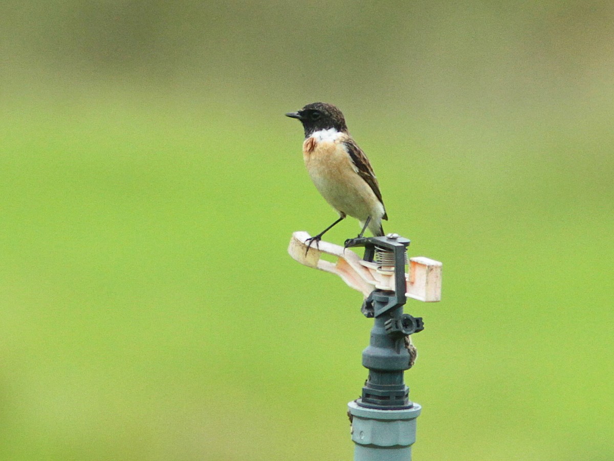 Amur Stonechat - ML429527891
