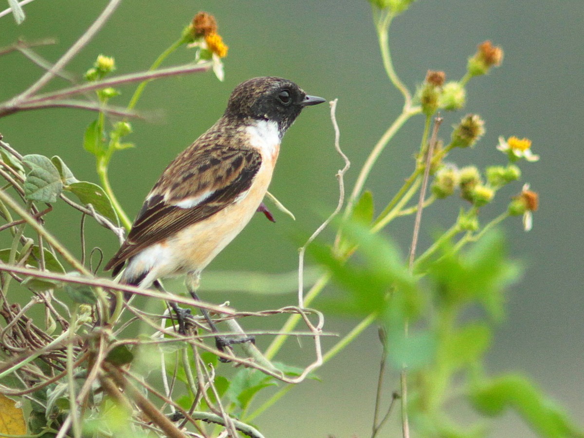 Amur Stonechat - ML429527911