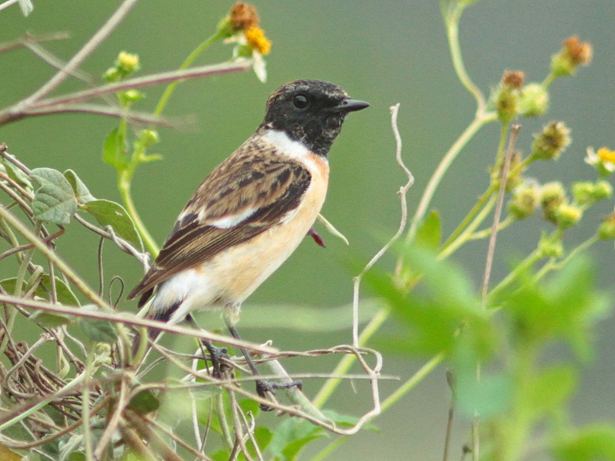 Amur Stonechat - ML429527921