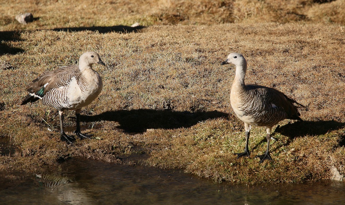 Upland Goose - ML429528281